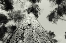 Il Viaggio degli Alberi