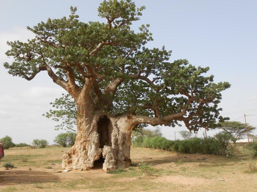 Nel baobab il Dna del Senegal 01