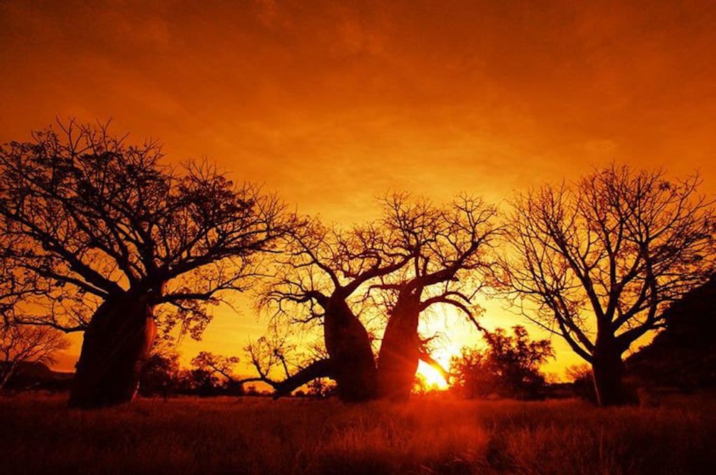 Nel baobab il Dna del Senegal 03