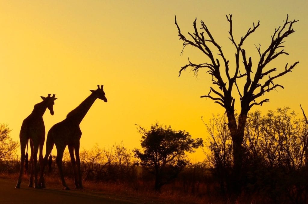 Ecoturismo in Africa Meridionale