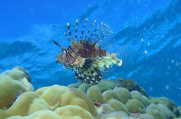 Tanzania: spiagge di Pemba
