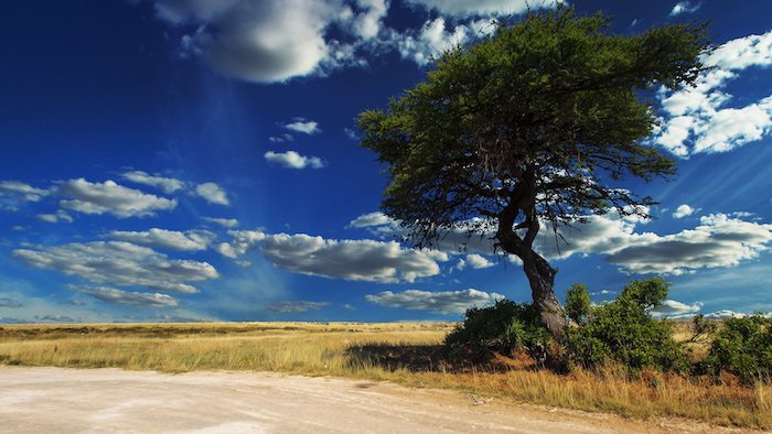 Namibia: gli animali di Etosha