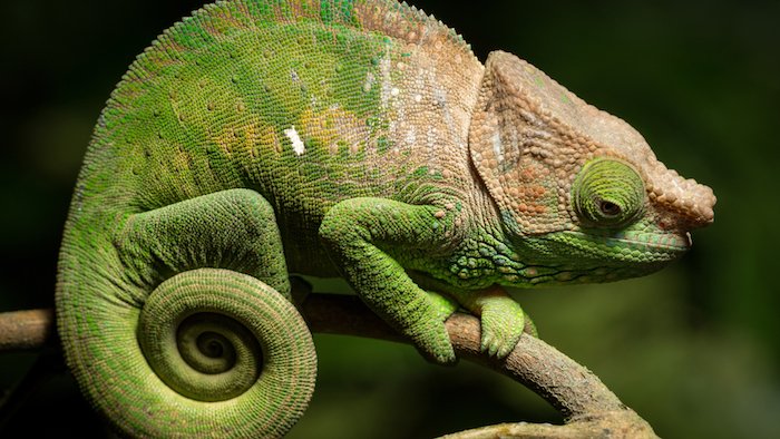 Madagascar: elogio della lentezza