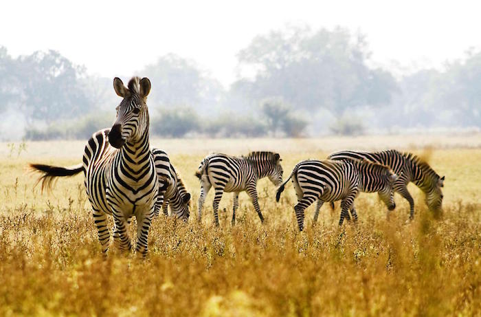 Tanzania: l’eden di Ngorongoro