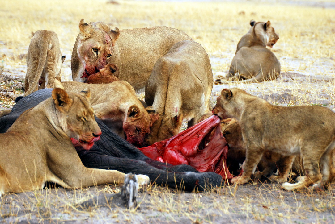 ZIMBABWE2_resize