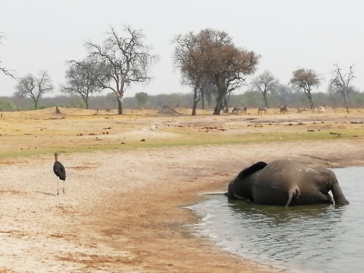 ZIMBABWE4_resize