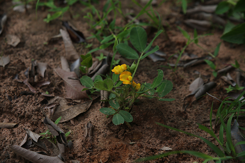Arachide fiore